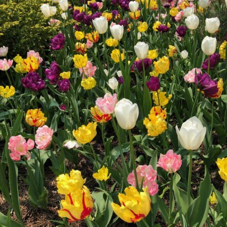 tulips in bloom at RBG
