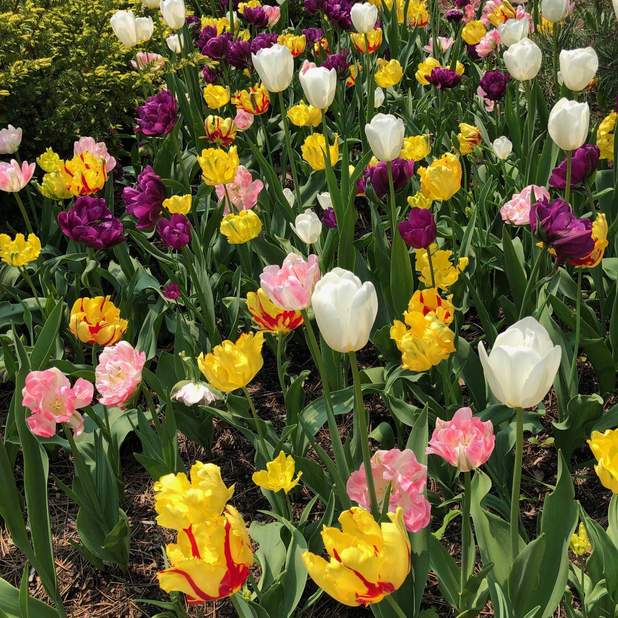 Tulips at the Royal Botanical Gardens in Hamilton, Ontario
