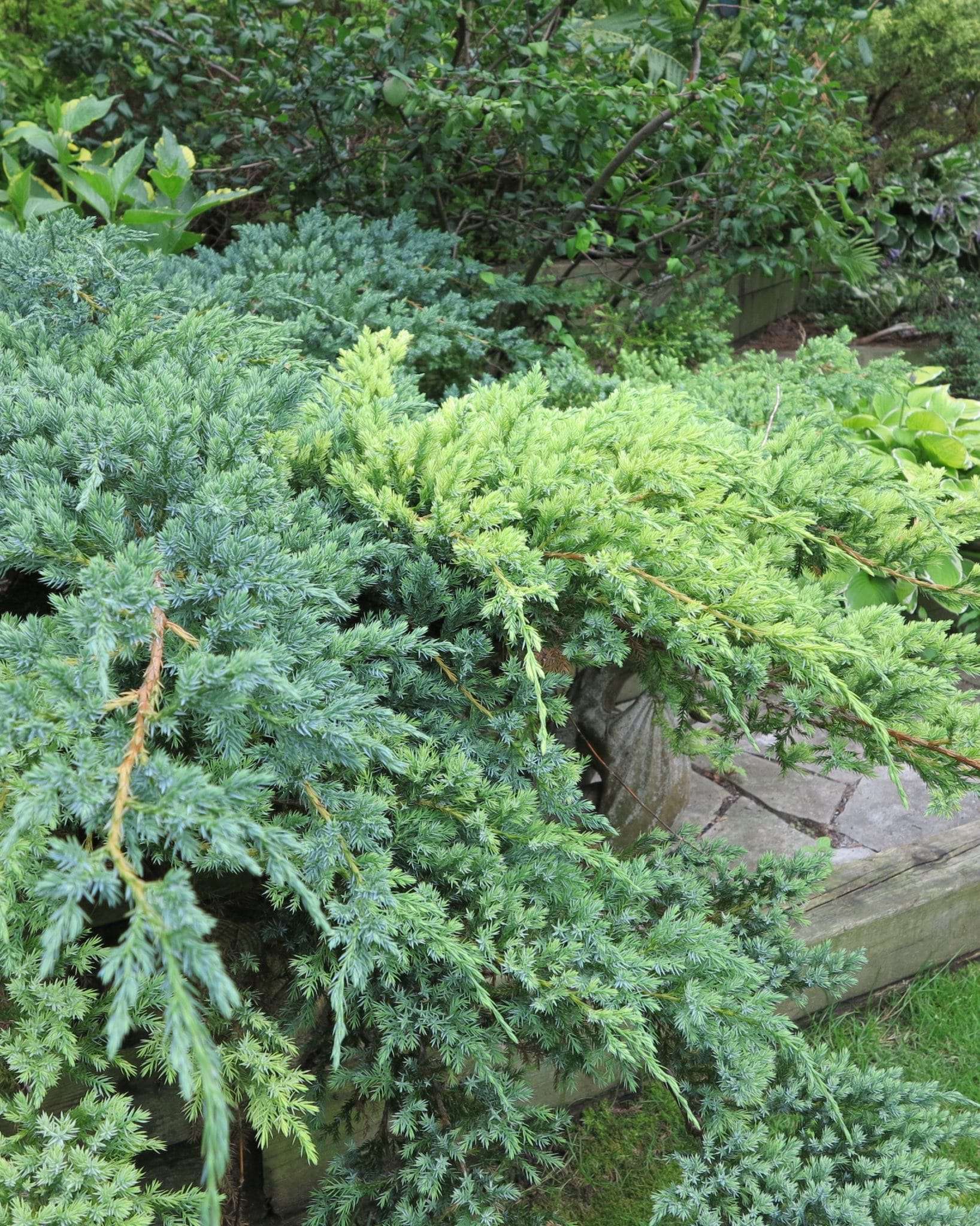 evergreen pruning for holidays