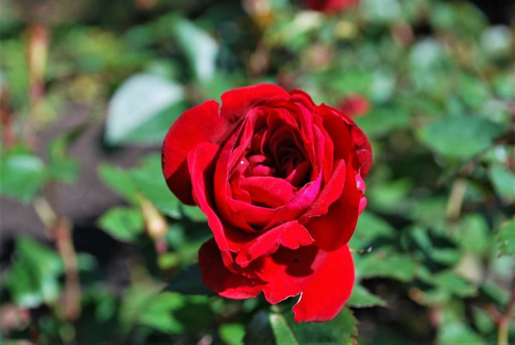 Alberta legislature garden - Canadian Shield roses