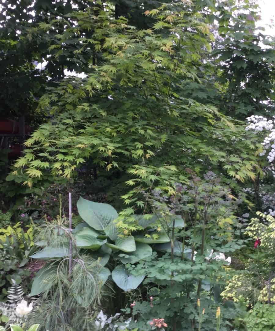 Where: Gatineau, QC | When: June 2018 | What: This is part of my backyard woodland garden. The tree is the Korean maple ‘Arctic jade’, the Hosta is ‘Empress Wu’ with Thalictrum delavyi ‘Anne’ and Pinus sylvestrus ‘Angel falls’. | Photo: Anne P.