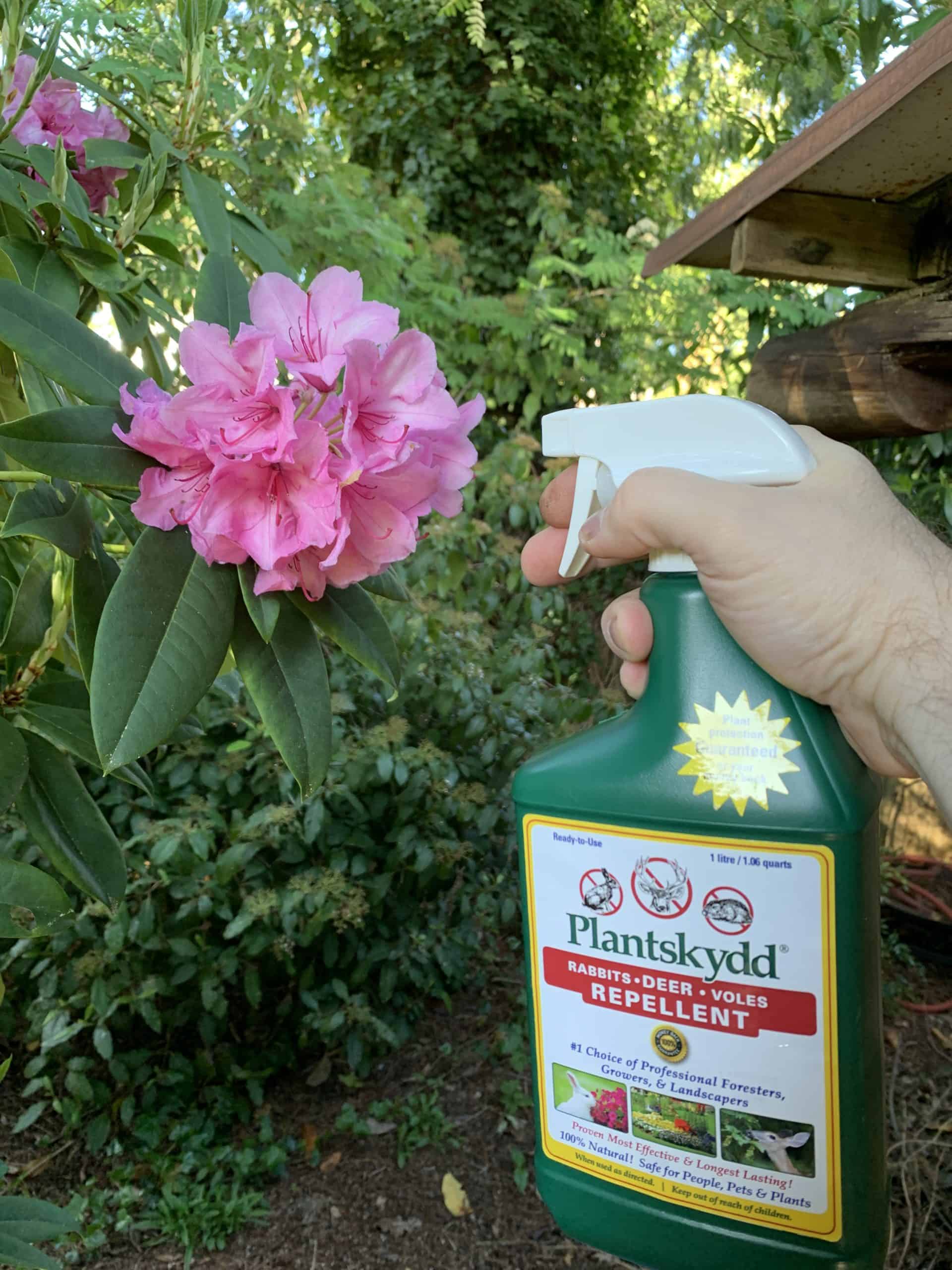 How an organic animal repellent can protect plants | Garden Making