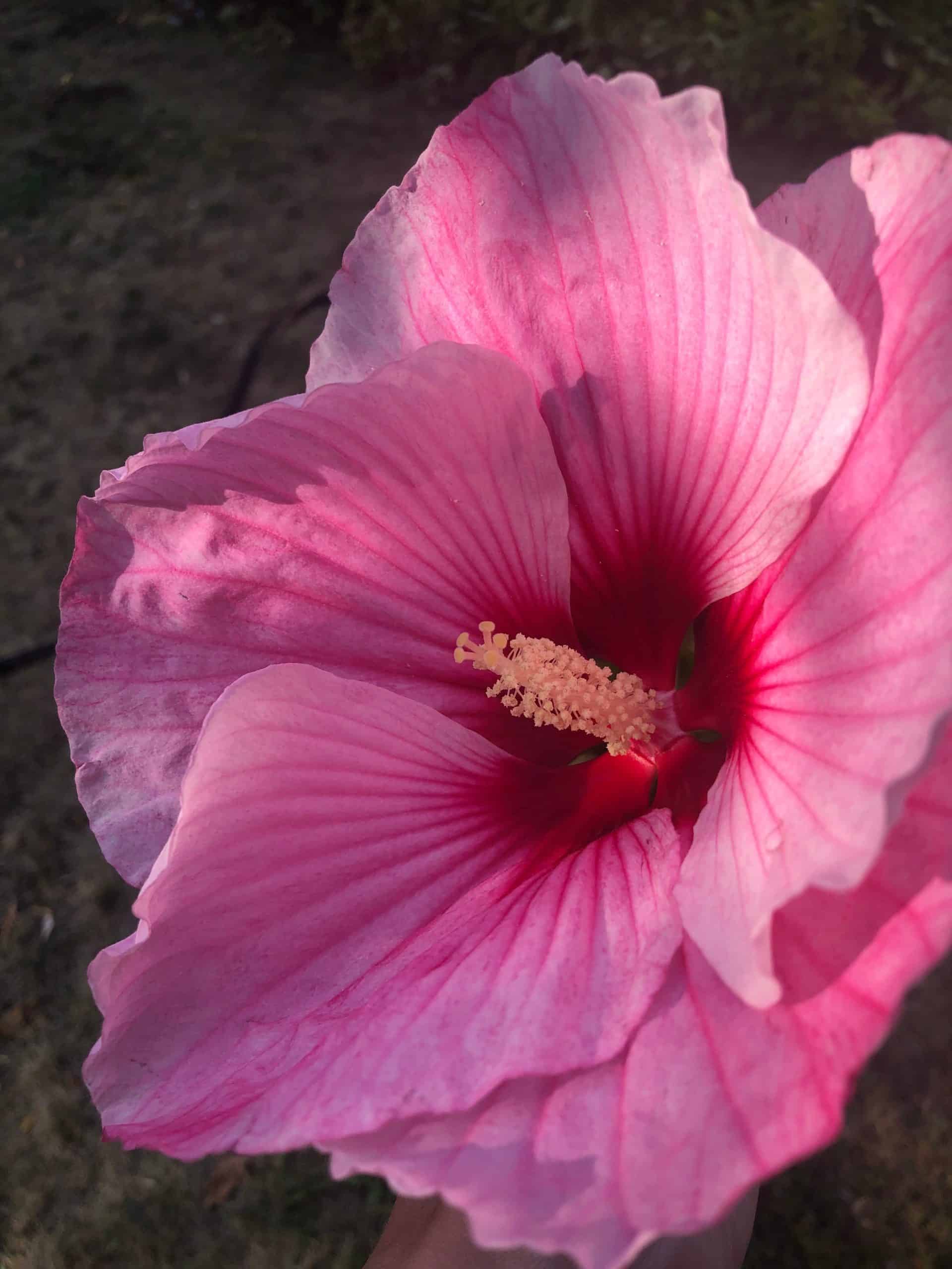 Pink Hardy Hibiscus Flower Blooming In September