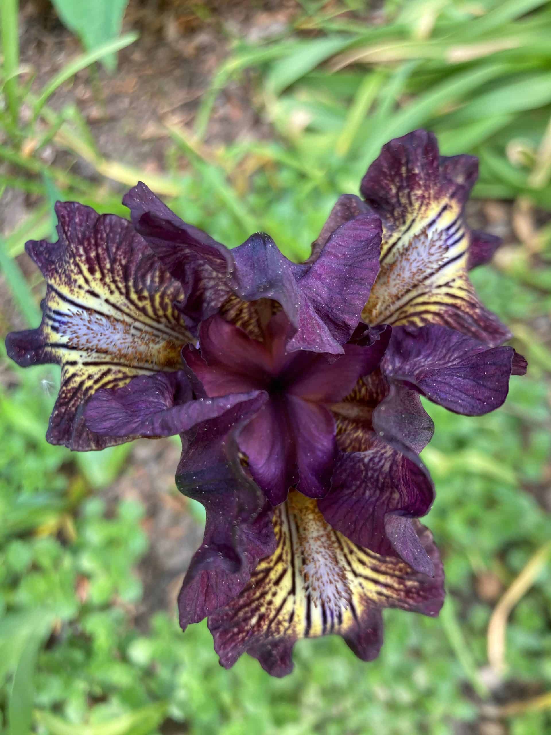 'Ruby Eruption' standard dwarf beaded iris