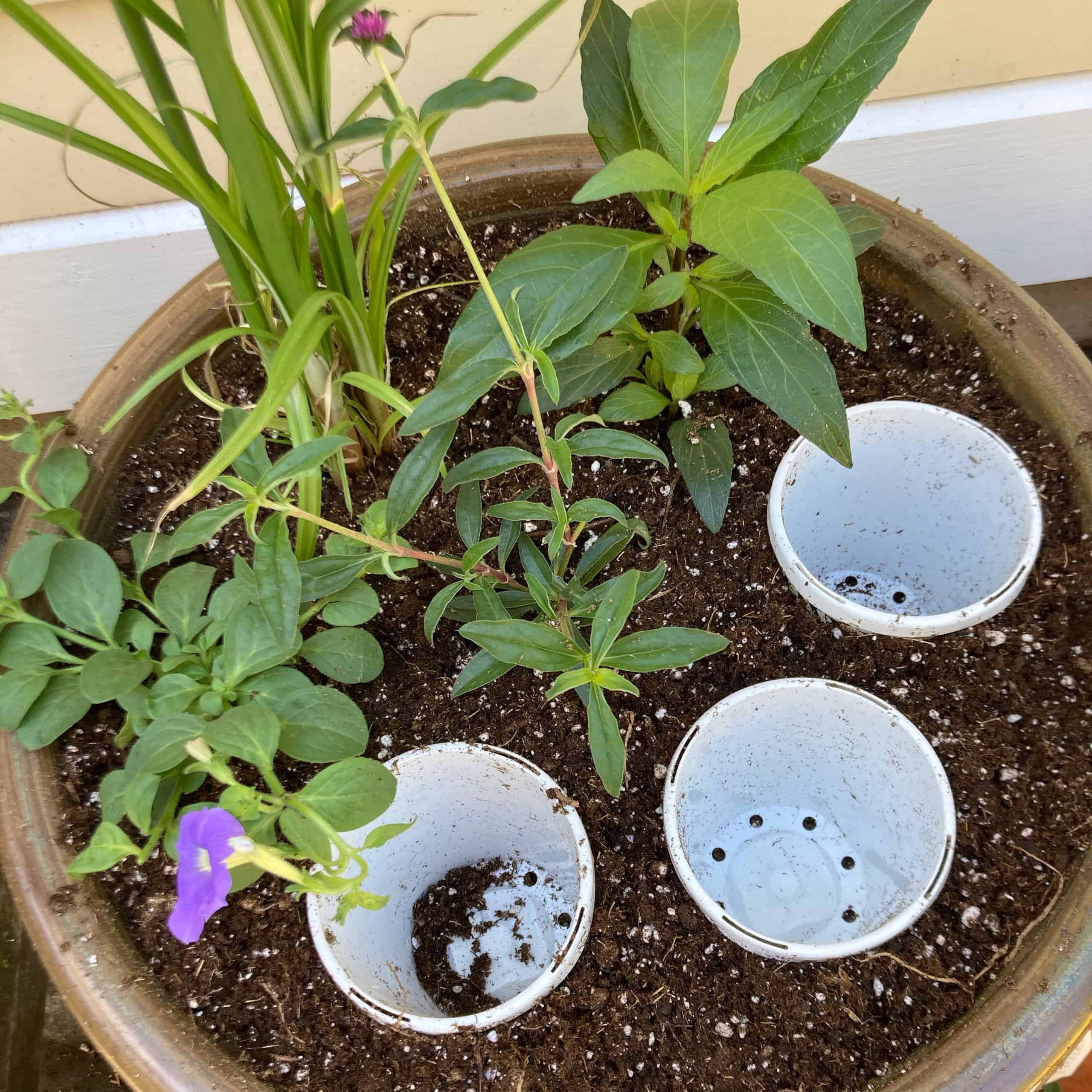 Planting a container