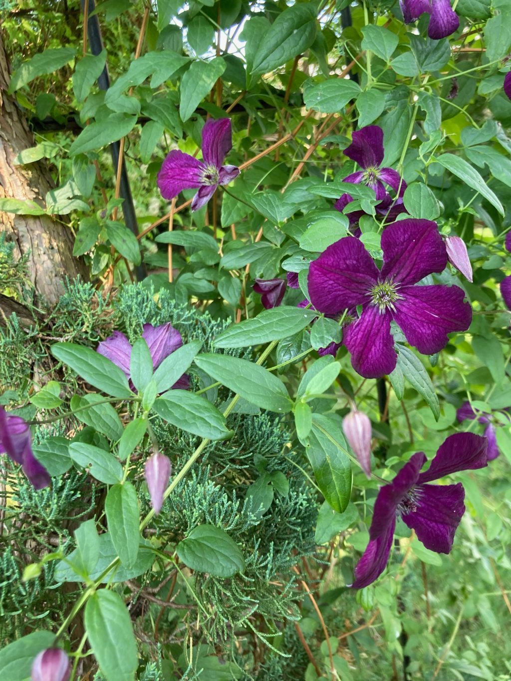 'Royal Velours' clematis