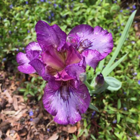 beareded iris