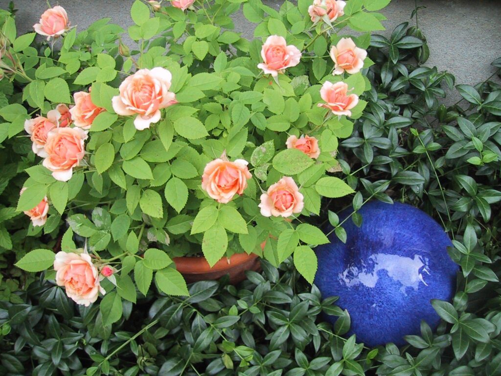 miniature rose growing in container