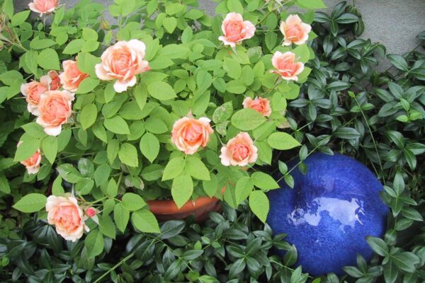 minature rose in pot
