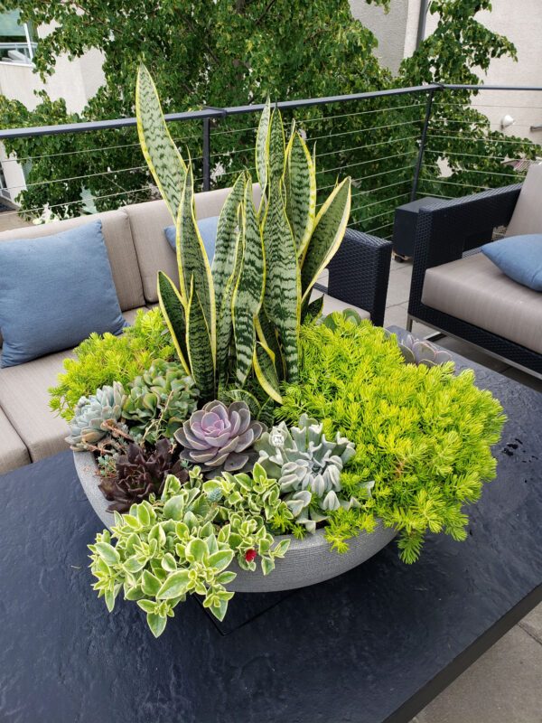 The different textures of 'Lemon Coral' sedum, 'Mezoo Trailing Red' and assorted succulents accent the variegated sword-like foliage of Sansevieria in this tabletop bowl design by Karen Chopp. Photo credit:  Karen Chopp 