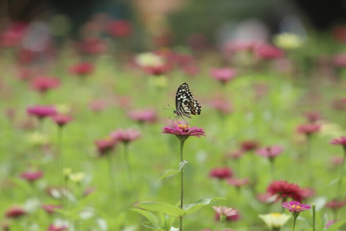 butterfly meadow