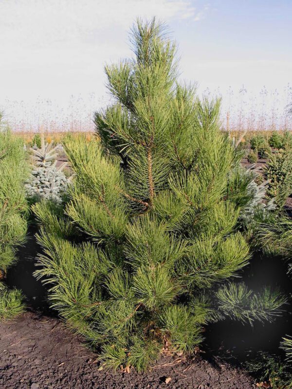 A three-needled pine, Ponderosa pine is a mighty big but slow-growing conifer. Photo credit: Shannon Oaks Tree Farm