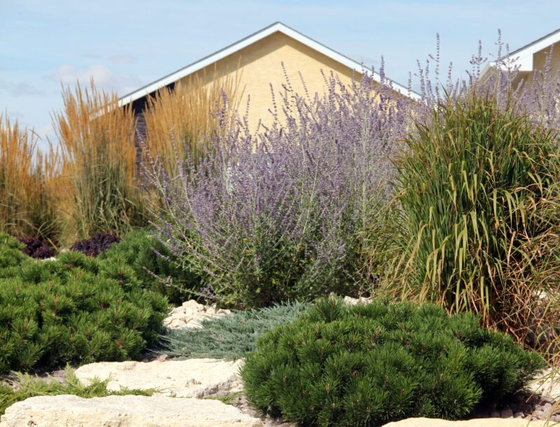 In this layered garden, the bright green needles of Dwarf Mugo Pine work well with the airy texture of Perovskia Russian Sage and the upright habit of ornamental grasses. Photo credit: Roswitha Nowak