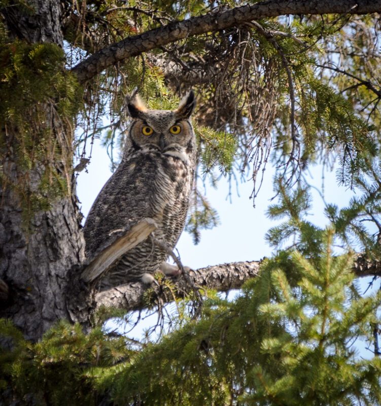 Tall conifers provide shelter and habitat in rural and urban settings for wildlife species such as the Great Horned Owl. Photo credit: Lynn Latozke