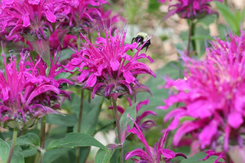 Colourful flowers of bee balm, an edible perennial. Photo credit: Monika Thiessen