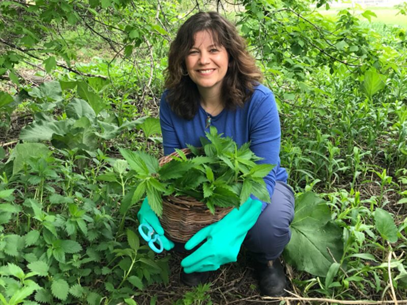 Getty Stewart, home economist, harvests stinging nettle every spring.