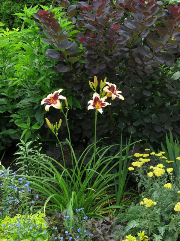 Royal Purple smokebush provides textural contrast and acts as a beautiful backdrop in this garden for Wild Horses daylily. Photo credit: Linda Dietrick
