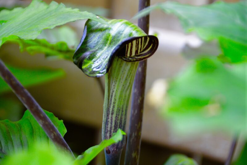 Jack-in-the-pulpit_cobra lily Photo credit: Becky Slater
