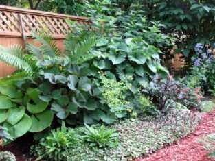 Combining cultivars of the same species sparks interest in the garden. Shown: Three varieties of Ligularia -- Othello, The Rocket, Osiris Cafe Noir. Photo credit: Doris McComb