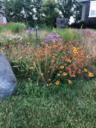 This meadow garden replaced an area of turf grass and has been planted with wildflowers such as Gaillardia and Wild Bergamot. (Photos: Prairie Flora)