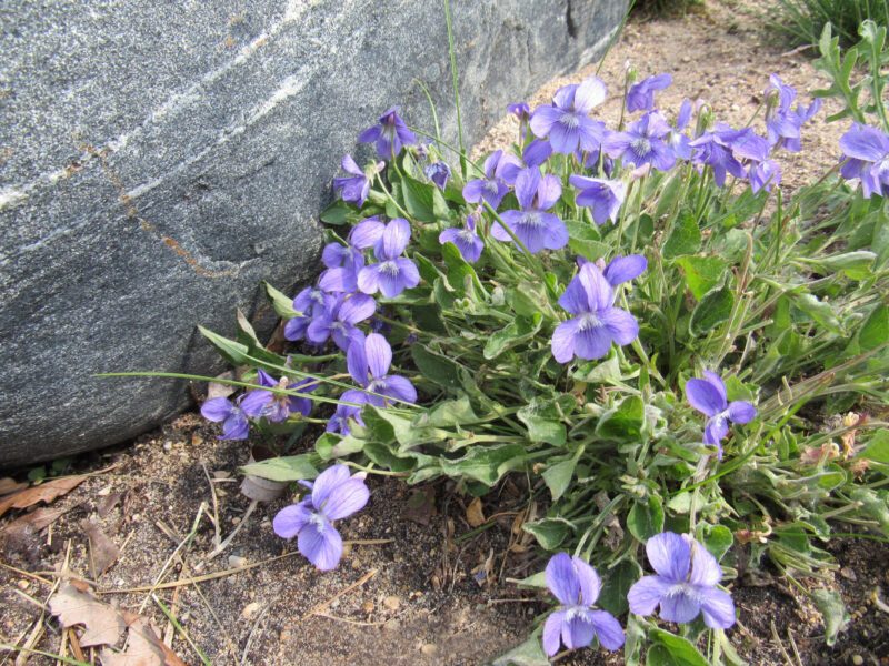 Native groundcovers such as Early Blue Violet help to conserve soil moisture and suppress weed growth. Photo credit: Prairie Flora