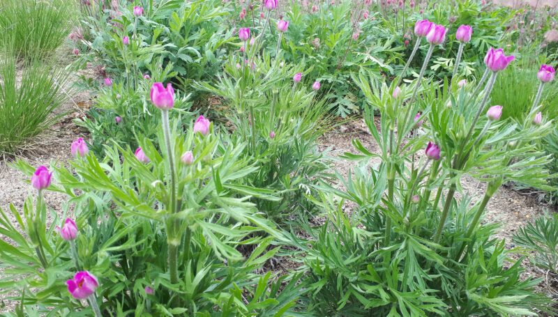 Plant Cutleaf Anemone in multiples to create showy drifts in your meadow garden. Photo credit: Prairie Flora